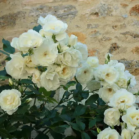 Vakantieboerderij Fattoria Nerbona *