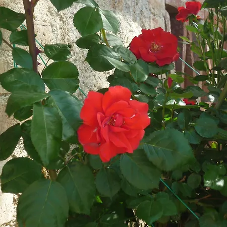 Vakantieboerderij Fattoria Nerbona Casole dʼElsa
